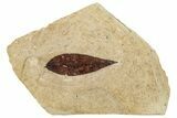 Darkly Preserved Fossil Leaf - France #254270-1